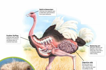 Ostrich Anatomy