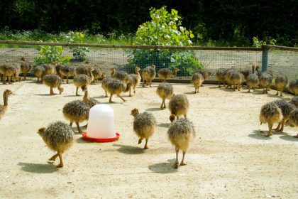 stock photo baby ostriches on a farm